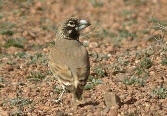 Thick-billed lark - Wikipedia