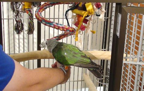 Thief caught on video running off with $2,400 parrot inside its cage