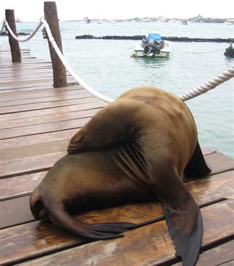 Things to Do in Galapagos Islands: Plus 4 Reasons to Visit Galapagos ...