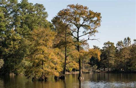 Things to do in sumter sc. This 32-acre urban green space is one of the best free things to do in South Carolina with kids. You will have a lot of fun walking the trails. Enjoy views of gardens, sculptures, and the Reedy River with its waterfalls. Cross the Liberty Bridge, a suspension footbridge, for the best vantage point of Reedy River Falls. 
