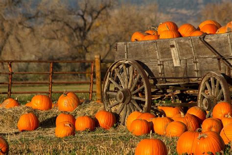 Things to do in the DC area: Halloween, fall festivals, pumpkin patches … and more!