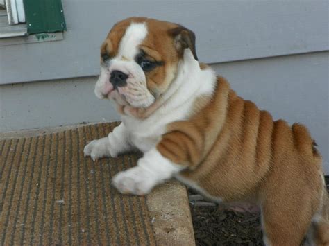 Things to do with your English Bulldog North Carolina is a great place to live with an English bulldog