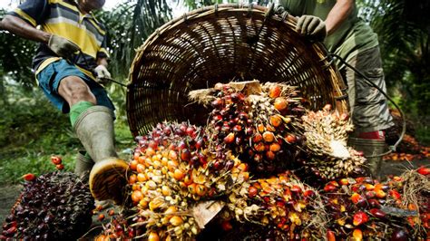 Things to know about palm oil and Indonesia