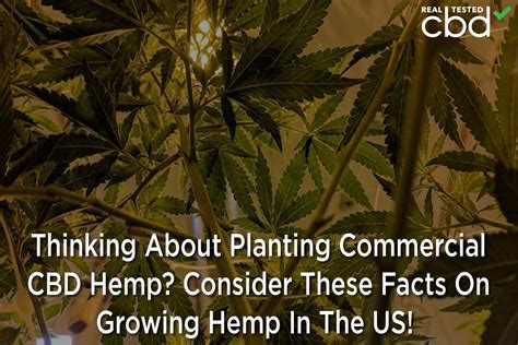 Thinking About Planting Commercial CBD Hemp? Consider These Facts On Growing Hemp In The US!