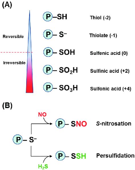 Thiol oxidation to sulfonic acid. .  <a href=http://auth.bagelstudio.c...