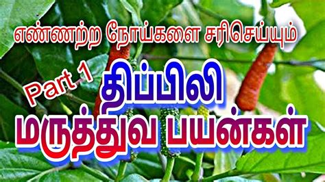 Thippili திப்பிலி medicinal plants - YouTube