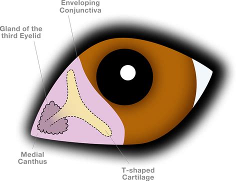 Third eyelid. The third eyelid may also be visibly prominent in cases of conjunctivitis. Though the bulbar and palpebral conjunctiva are usually also affected, clinicians should remember the presence of lymphatic follicles on the inner surface of the third eyelid. These may hypertrophy during inflammation, and may need to be debrided following its resolution. 4 
