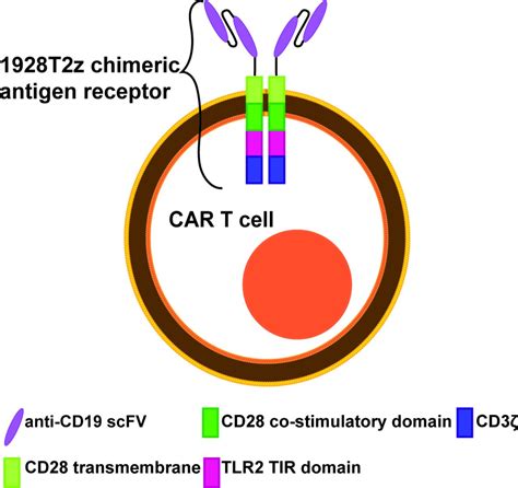 Third-generation anti-CD19 chimeric antigen receptor T-cells ...