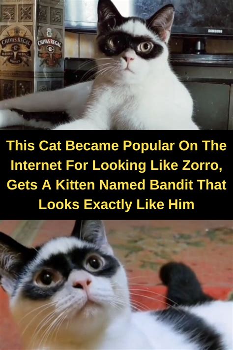 This Cat Became Popular On The Internet For Looking Like Zorro, …