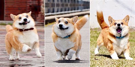 This Corgi Is A Meme King Whose Many Faces Express How