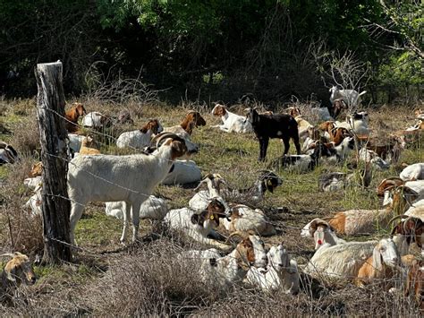 This Georgetown neighborhood didn't want to clear-cut trees. The solution? Goats.