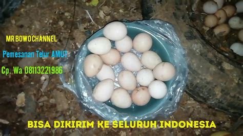 This Is How Telur Ayam Mutiara Economic – CaraProfesor