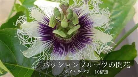 This Is Life ガーデニング 350 パッションフルーツの開花