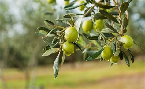 This Is Why You Can’t Buy Fresh Olives at the Supermarket