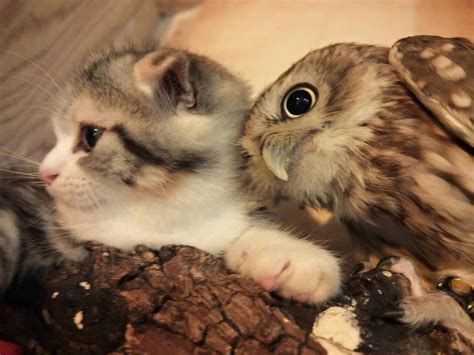 This Kitten and Owl Live at a Japanese Owl Cafe and You Will Fall …