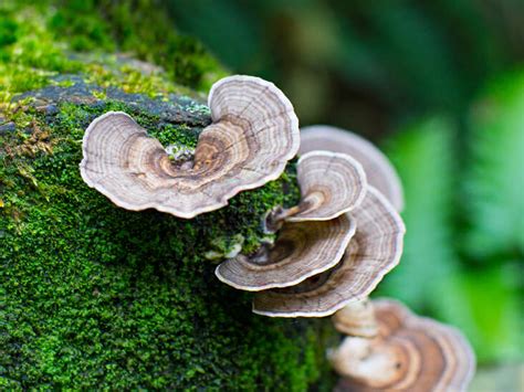 This Mushroom Kills Cancer - The Wellness Watchdog