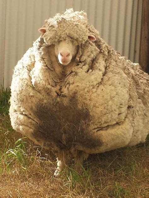 This Shocking Wild Sheep Hasn