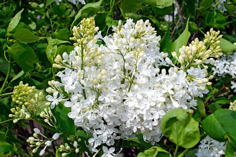 This Small White Lilac Shrub Smells Amazing - Birds and Blooms