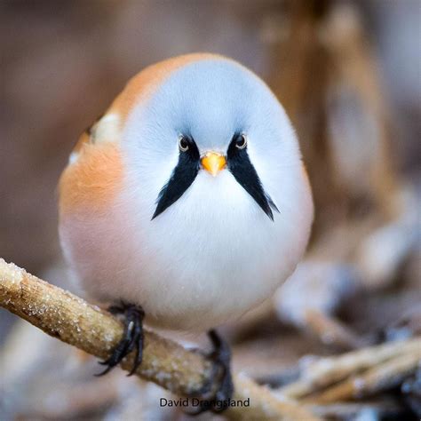 This adorable bird could secretly live in your house