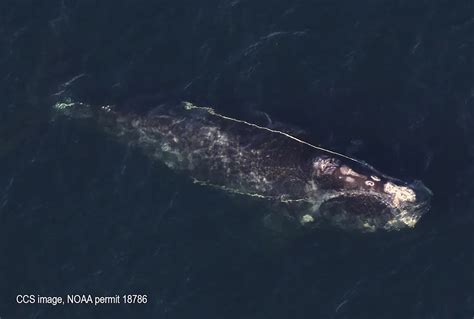 This ailing whale lost inside shallow seas