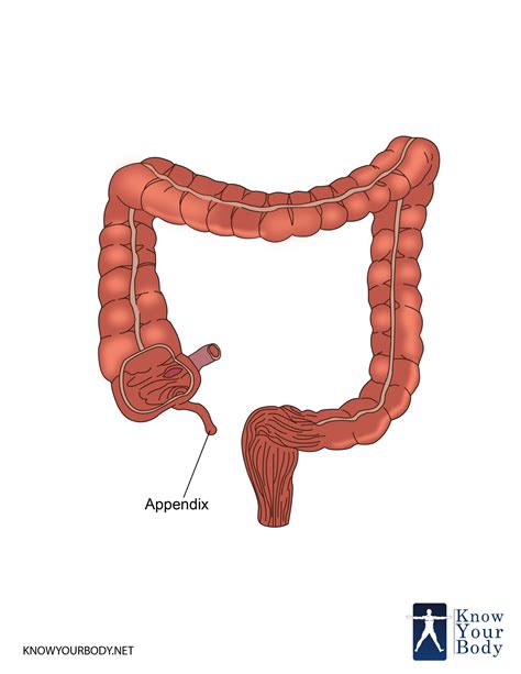 This appendix formed part of