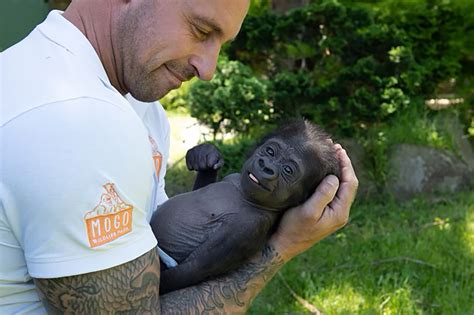 This baby gorilla almost died before a zookeeper held him close. Now he has a new adoptive mom