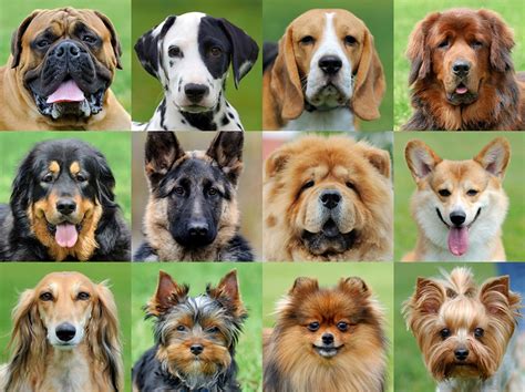 This is the most searched dog breed in San Diego, according to a study