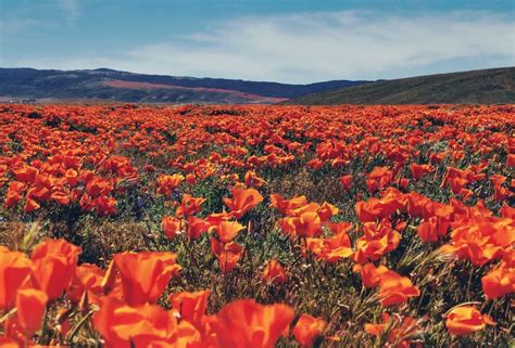 This is where you can see the superbloom in California