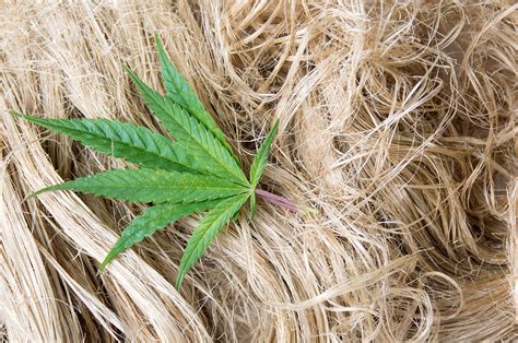 This legislation removed hemp, defined as Cannabis sativa L