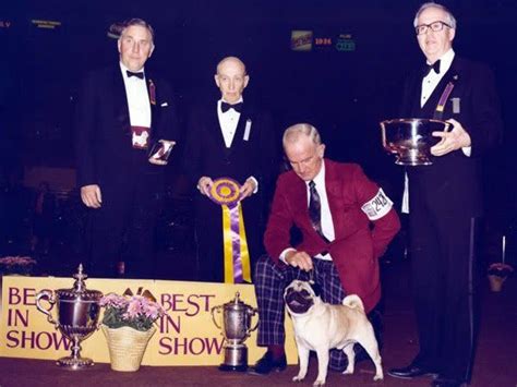 This occurred in , it was the first time a pug would be winning the show since it began