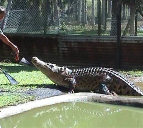 This park has closed down. - Review of Johnstone River Crocodile ...