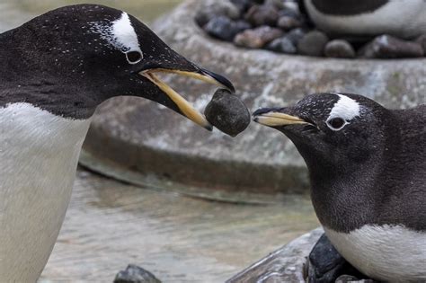 This penguin mating ritual