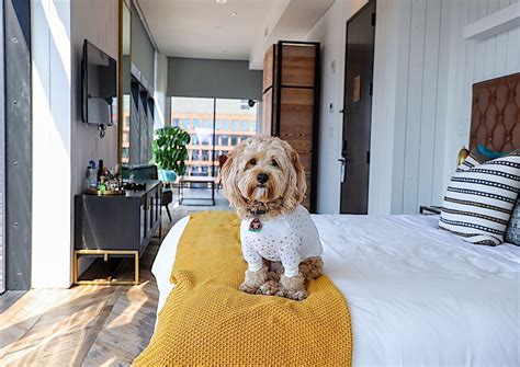 This pet-friendly hotel just took it up a notch with its 'Pampered Pup' offer