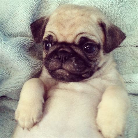 This photo gallery includes photos of the cutest Pug puppies as well as cute pictures of adult Pugs