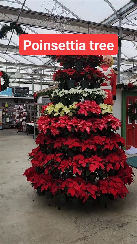 This poinsettia tree is so pretty. #poinsettia #tree #Christmas # ...