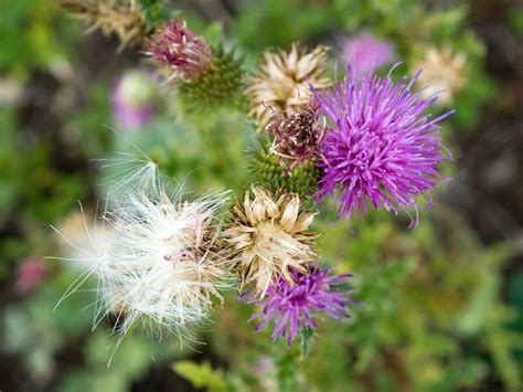Thistle down. Thistle-down is usually devoid of seed or has an undeveloped seed attached. The combine harvesting of cereals leaves more thistle seeds on the soil surface than earlier systems where the crop and weeds were cut with a binder, stacked to dry and then threshed elsewhere. In the past too, creeping thistle seeds were dispersed … 