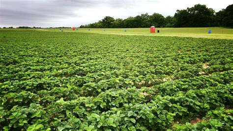 Thomson Strawberry Farm - Home - Facebook