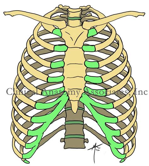 Thorac- definition of thorac- by Medical …