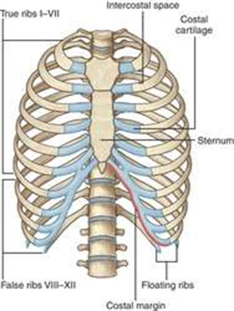 Thorax - definition of thorax by The Free Dictionary