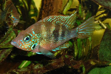 Thorichthys aureus Cichlid Room Companion