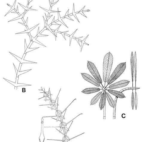 Thorn plant anatomy Britannica