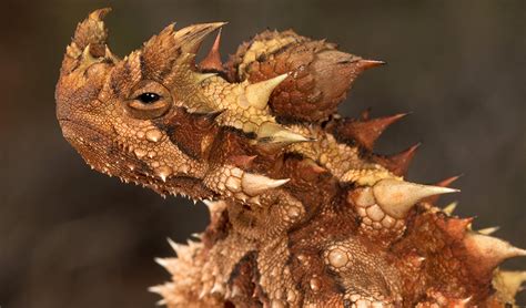 Thorny Devil - Wildlife in Australia