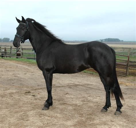 Ava is a beautiful 2 YO bay, 16H Friesian / Thoroughbred cross filly with a lot of potential and talent. She is very laid back yet is very strong minded. Have worked on the respect level with her. . Ava is smart, trains easily, gentle, devoted and moves smoothly. Have started to desensitize using the Parelli method as per photo.. 