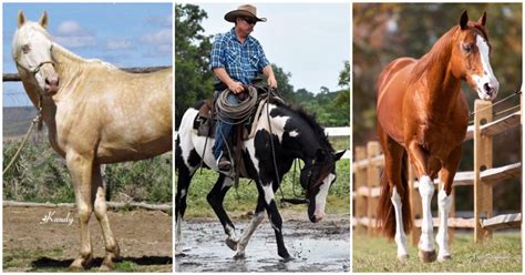 Thoroughbreds of a Different Color: APHA Approved Thoroughbred …