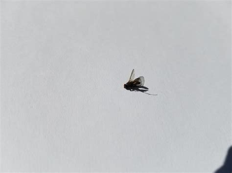 Those flies in the middle of the room that never …