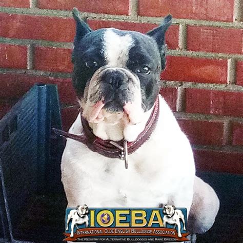 Those who share this version of the story consider the Olde Boston Bulldogge as the original Boston Bulldog, a dog resulting from the cross between Bulldogs and Terriers in the s and bred for pest control, guarding, but also for companionship