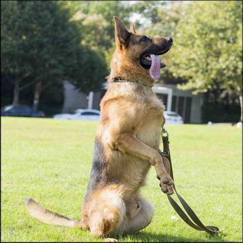 Though size varies between individuals, a standard German Shepherd weighs about 60 pounds