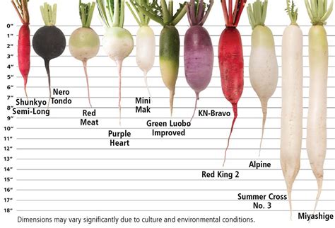 Thought: The Angry Radish is small in comparison to the rest