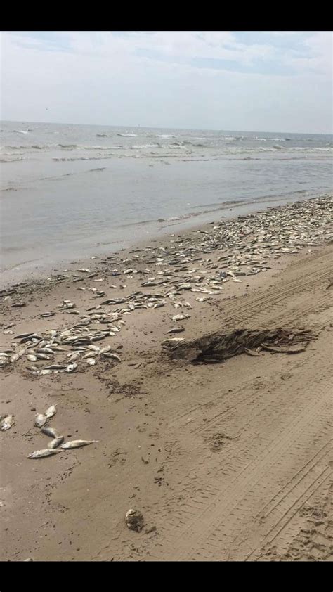 Thousands of dead fish wash ashore on Bryan Beach in Freeport, experts say it’s due to temps rising