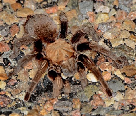 Thousands of tarantulas to 'migrate' in Colorado: Here's where to see it